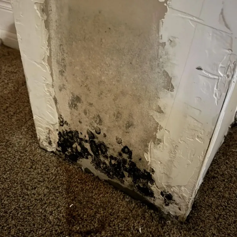 Professional Mold Removal in Calimesa, CA